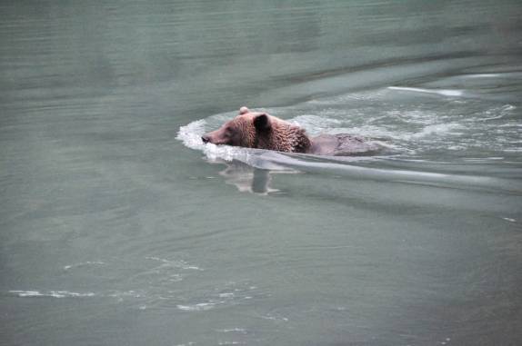 Um grande urso nada nas águas do rio Chilkat, em Haines, no sudeste do Alaska